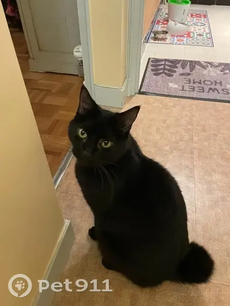 Chat noir perdu à Rennes - photo