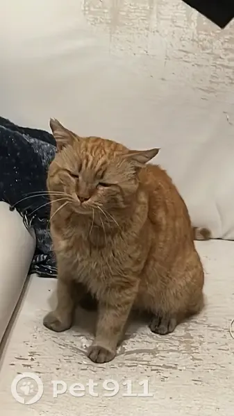 Chat roux tigré perdu - Mézidon - photo