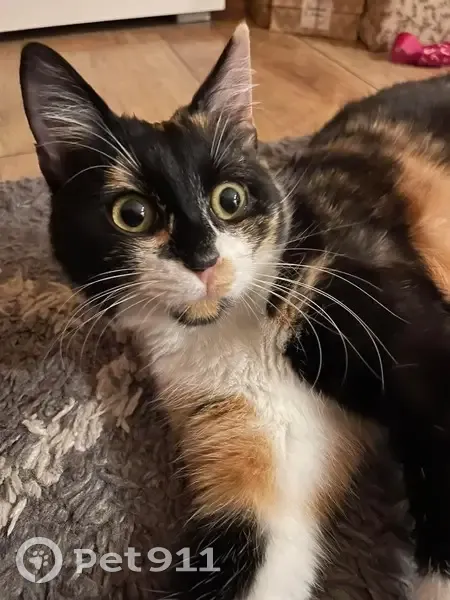 Perdue chatte calico à Halluin - photo