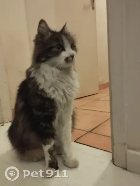 Chat sauvé d'un égout à Bordeaux - photo