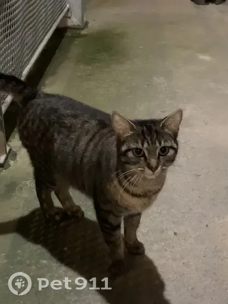 Chat gris perdu rue Bellamy - photo