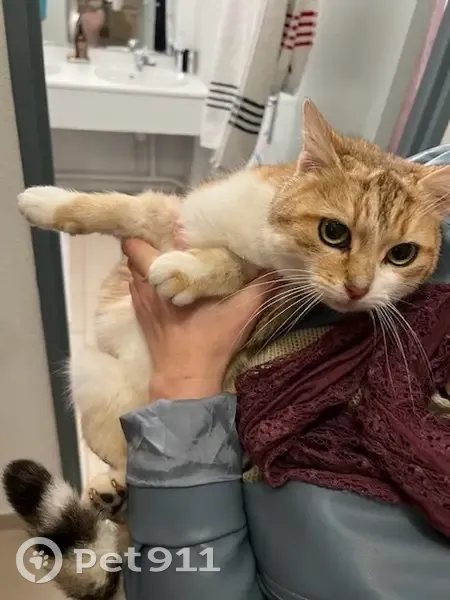 Chaton roux perdu à Lédignan - photo