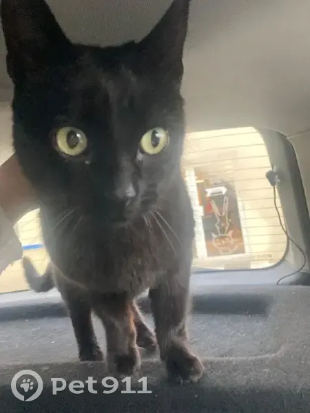 Chat trouvé à Chitenay, non pucé - photo