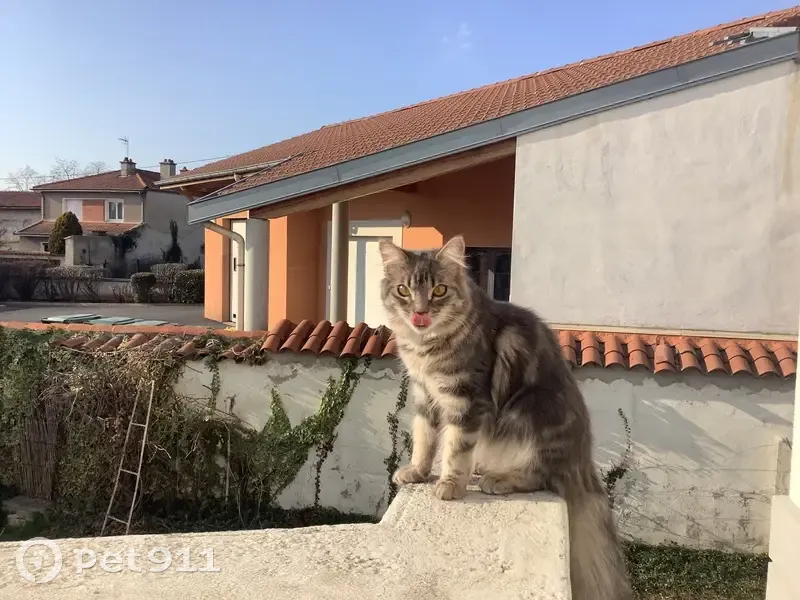 Chatte tigrée perdue à Rivas - photo