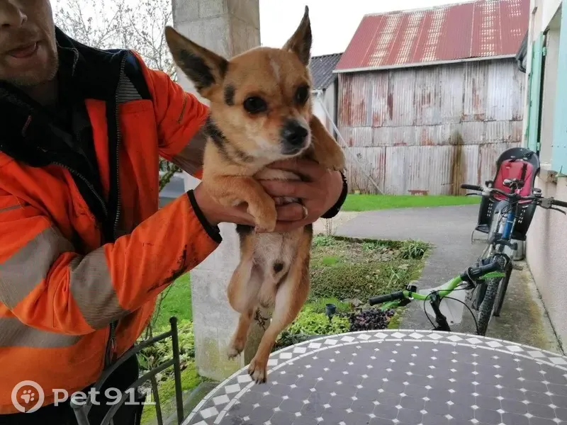 Chien Mango perdu du 77 trouvé - photo