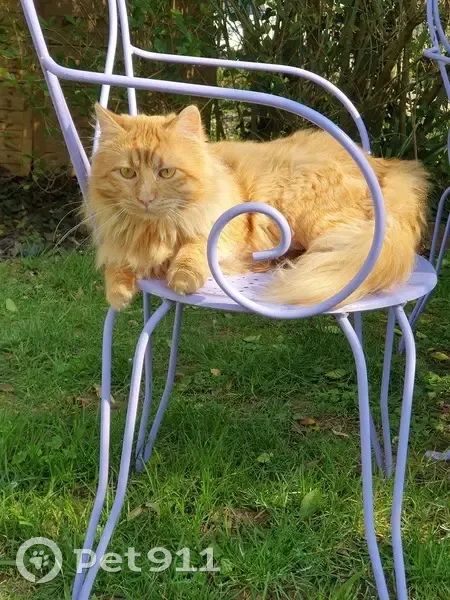 Milo, chat perdu à Tressort - photo