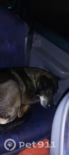 Chien noir mâle trouvé, SPA Déols - photo