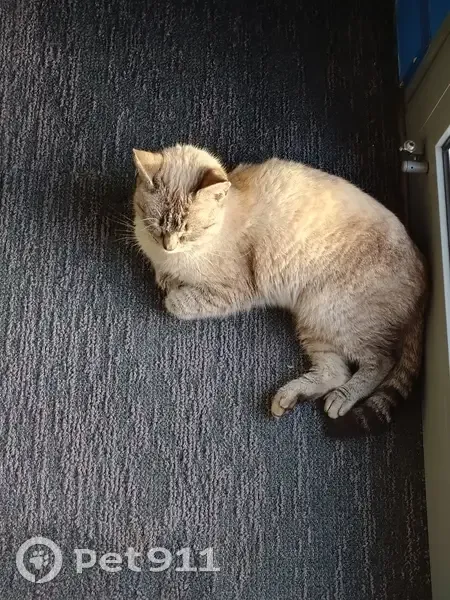 Chat gris-crème trouvé à La Crèche - photo