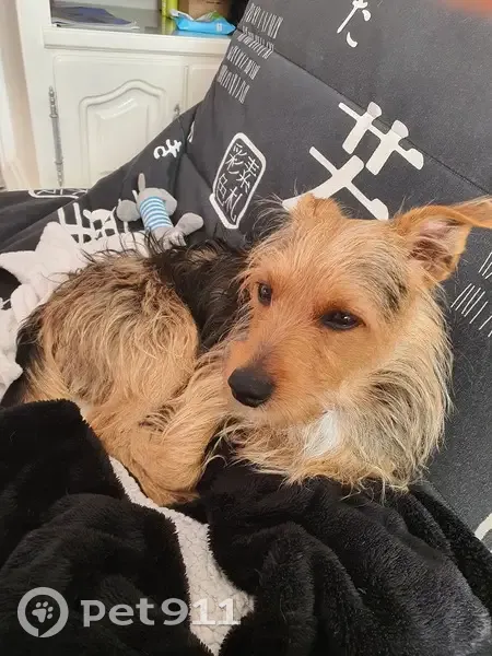 Chien disparu Garçon (fl490508) - photo