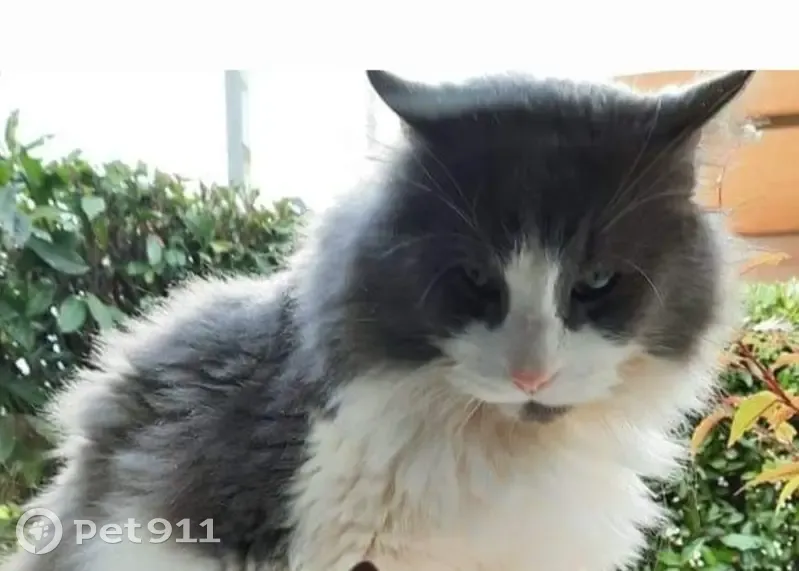 Chat gris-blanc perdu à Flacé - photo
