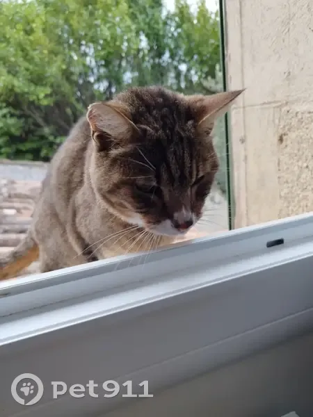 Chat famélique trouvé à La Tour - photo