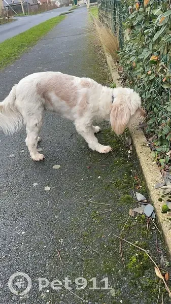 Chien Coton blanc-marron trouvé - photo