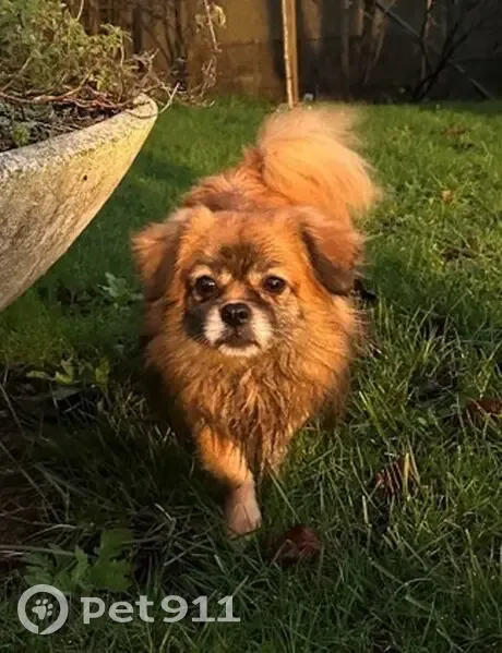 Chien Épagneul Thibétain perdu - photo