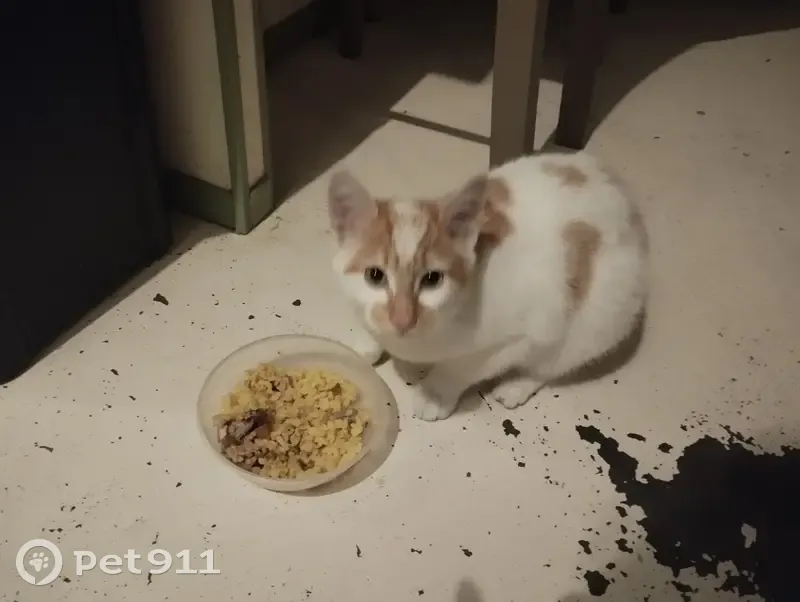 Chatte blanche et roux trouvée - photo