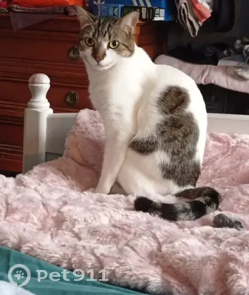 Chatte Tigrette Perdue à Paris - photo