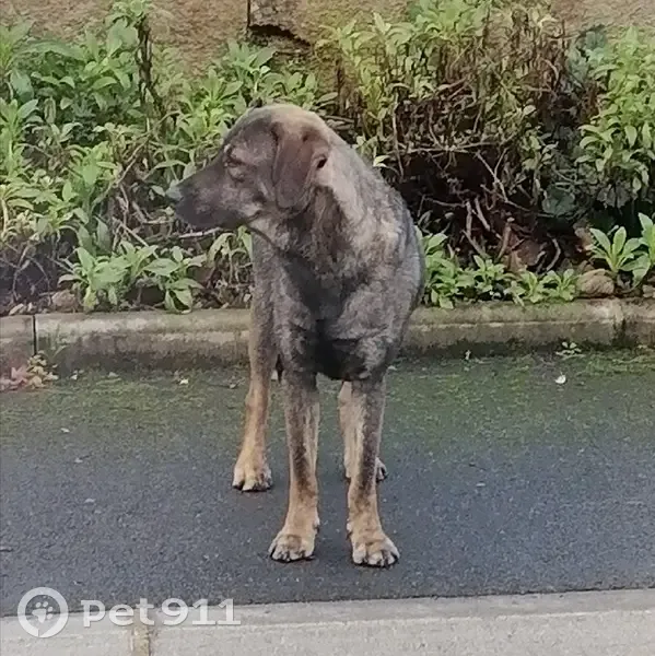 Chien bringé perdu à Anchamps - photo