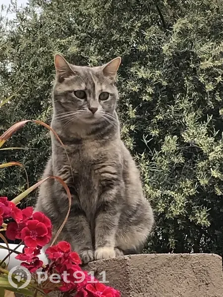 Chatte Mignonne disparue à Toulon - photo