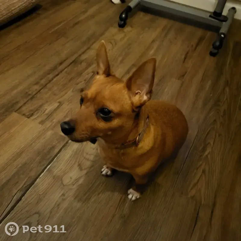 Pinscher femelle trouvé à Marseille - photo