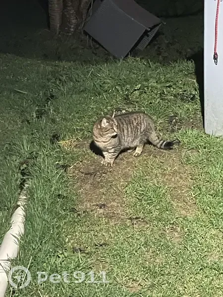 Chatte tigrée perdue à La Pagonnerie - photo