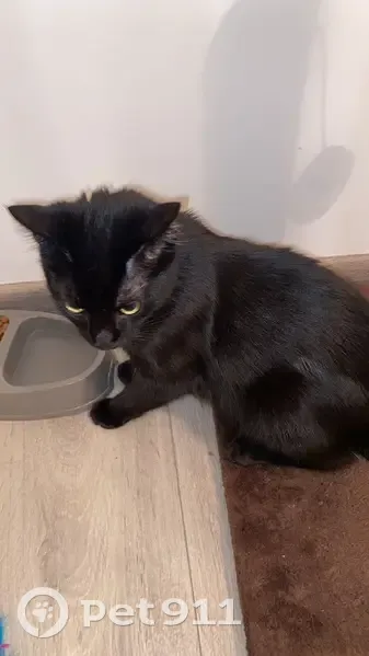 Chaton noir perdu - Annecy - photo