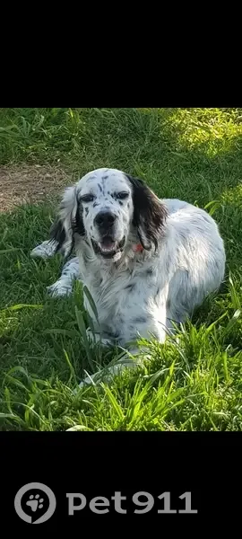 Chien perdu en Occitanie - photo