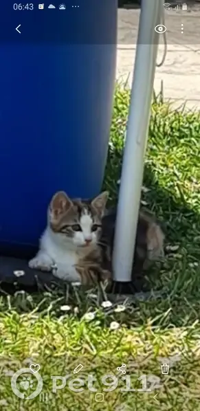 Chatte perdue à Aulnay-sous-Bois - photo