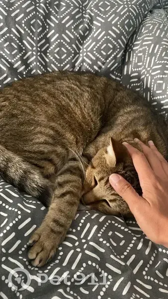 Chat Européen perdu au Gosier - photo
