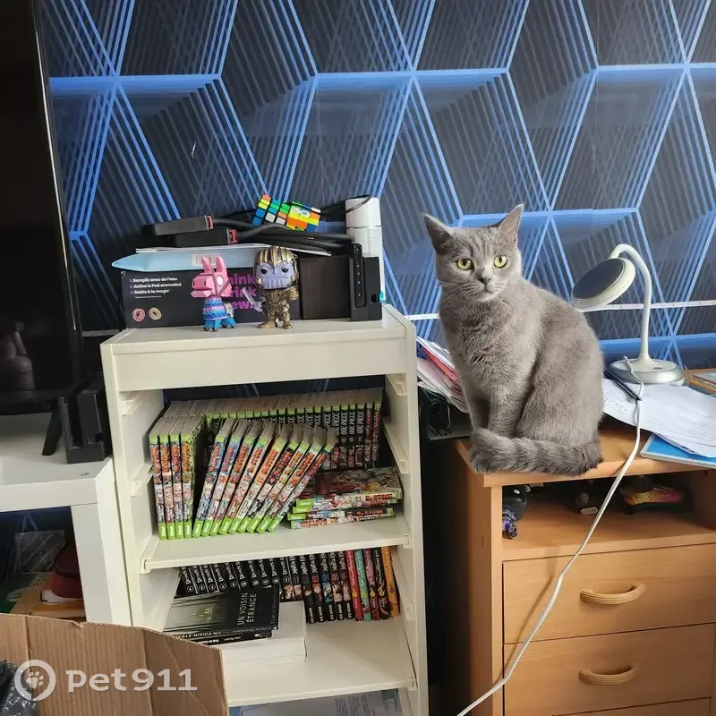 Chatte British Perdue - Ars-Laquenexy - photo