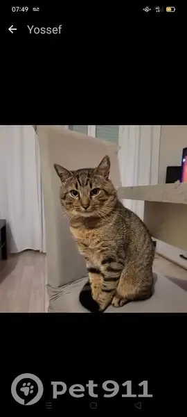Chat Pishpish tigré perdu à Mérignac - photo