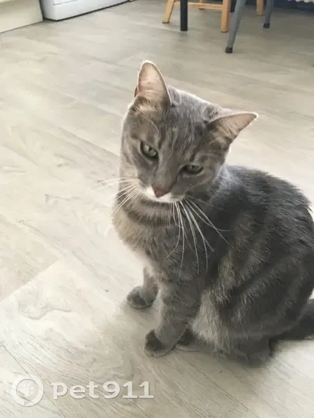 Chat gris peureux perdu à Sevran - photo