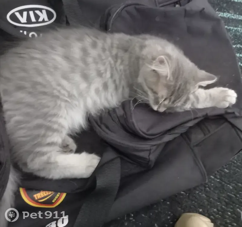 Chaton tigré perdu à Trélissac - photo