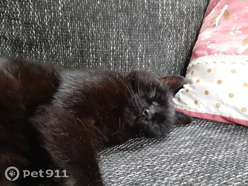 Chat noir perdu à Mouzeil - photo
