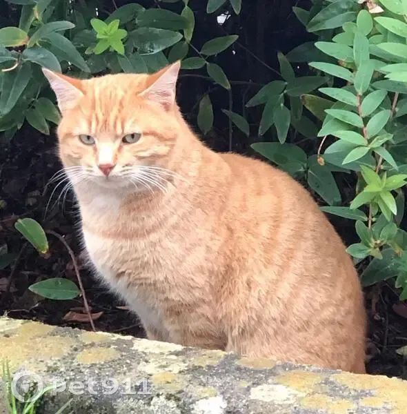 Chat Rouquemoute disparu à Lorient - photo