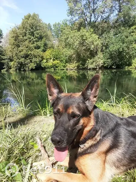 Chien perdu à Alloinay, alerte! - photo