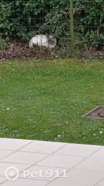 Chat craintif trouvé à Herlies - photo