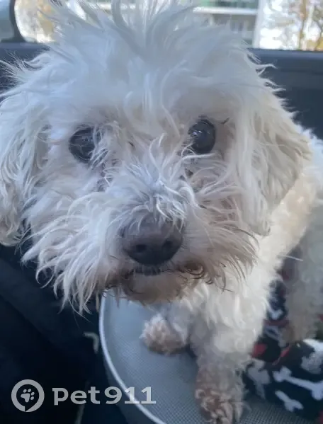 Alerte: Bichon Maltais perdu au Bocasse - photo