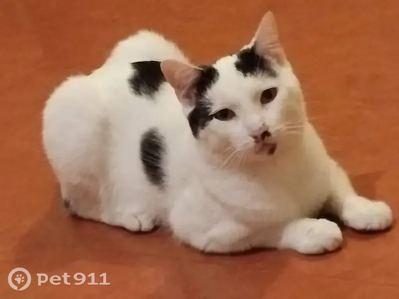 Chat câlin blanc et noir perdu - photo