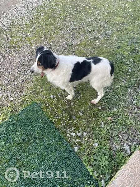 Chien noir/blanc perdu à Naintré - photo