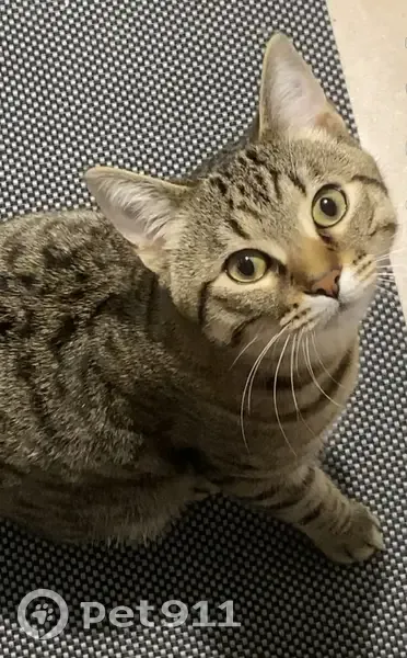 Chat tigré perdu à Plaisir - photo
