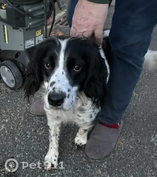 Chiot affectueux trouvé, St-Langis - photo