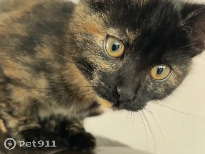 Avis de recherche: Chat Fistik - photo