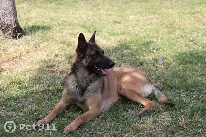 Malinois fauve perdu, épileptique - RN7 - photo