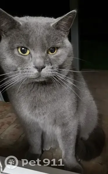 Chat chartreux gris trouvé - photo