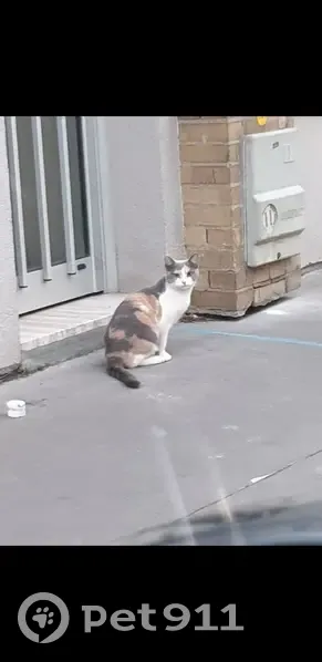 Chatte tricolore trouvée aux Lilas - photo