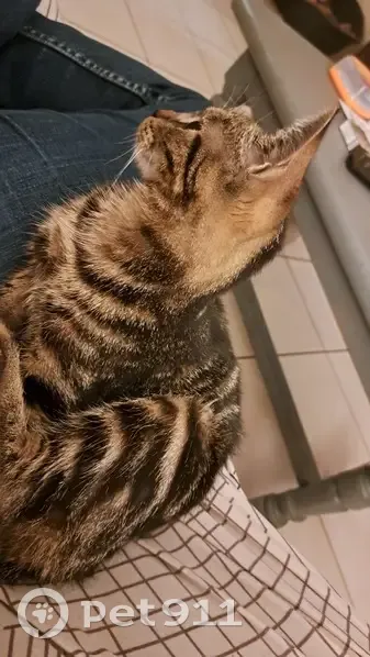 Chat tigré trouvé à Montluçon - photo