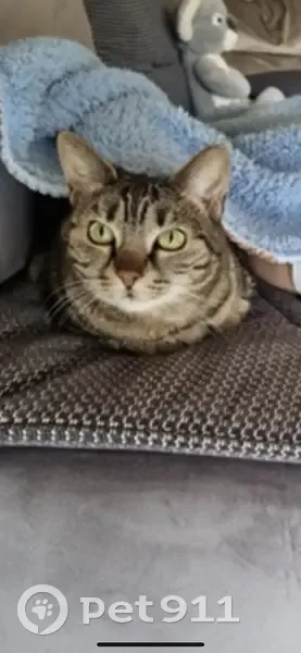 Chatte âgée tigrée perdue à Bonnétage - photo