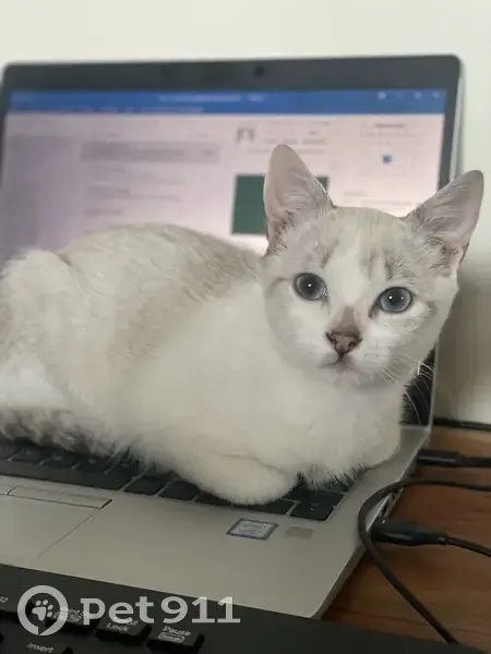 Chaton siamois perdu à Métabief - photo