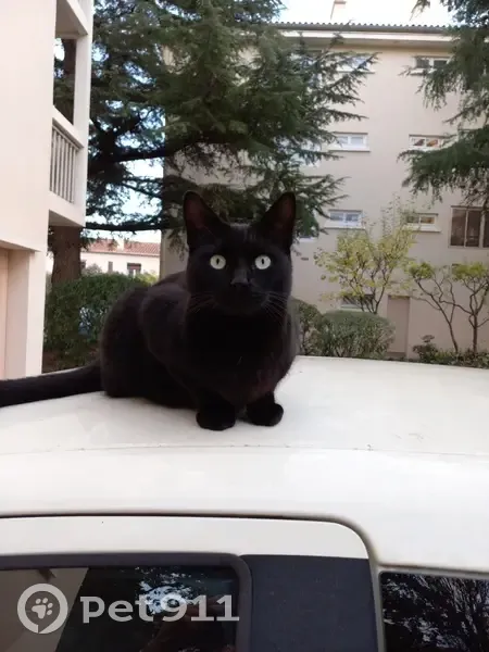 Chat noir perdu à Toulon - photo