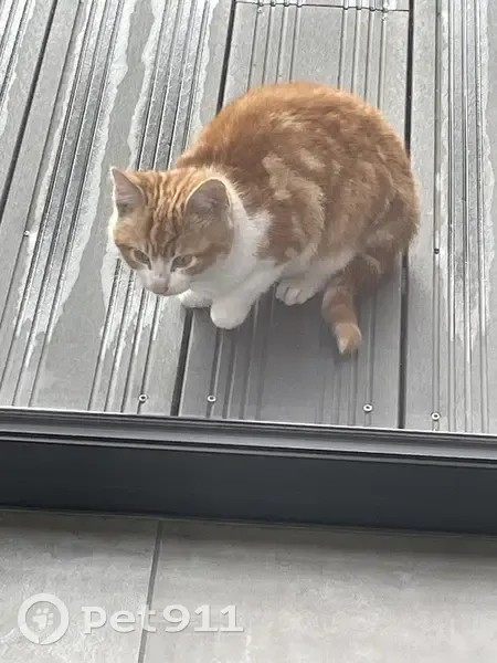 Chaton perdu retrouvé à Jard-sur-Mer - photo