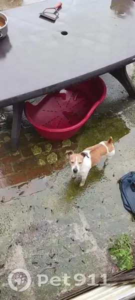 Chien égaré: Jack Russell à Lens - photo